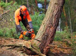 Best Fruit Tree Pruning  in Watertown, TN